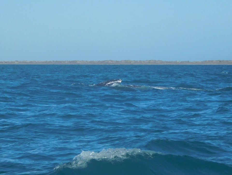 Baja California whale watching expedition