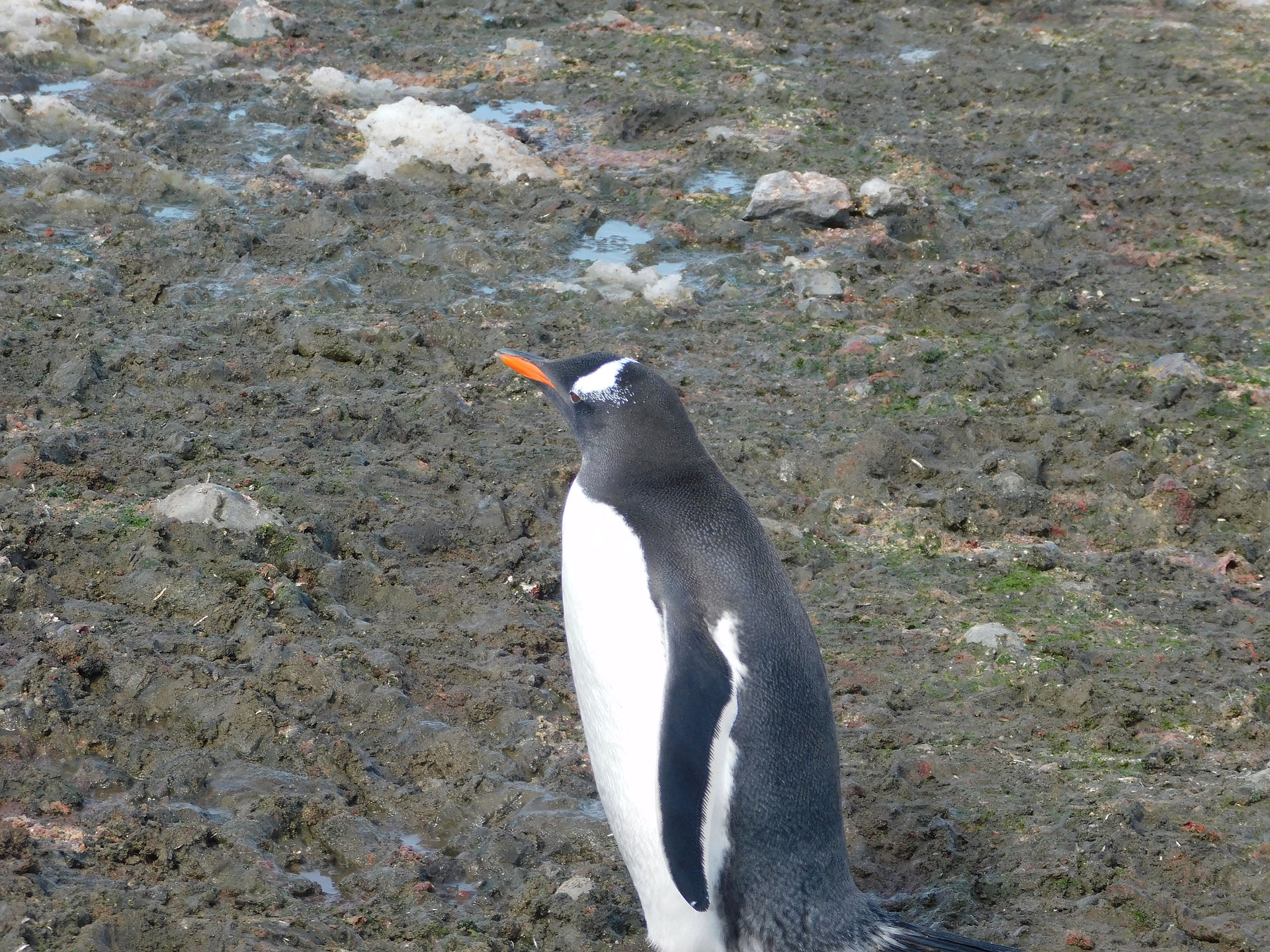 Gentoo penguin in Antarctica