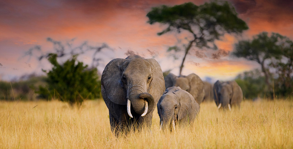elephants walking through grasslands with trees in background