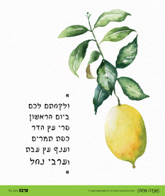 מוריה שפירא