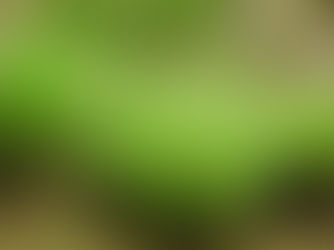 The problematic history of the name Carex elata All. (Cyperaceae) and its neotypification