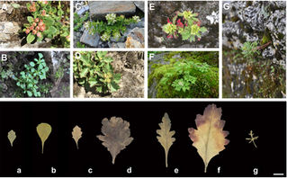 From seven to three: integrative species delimitation supports major reduction in species number in 