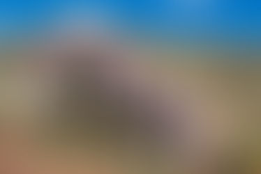 Resolving intergeneric relationships in the aervoid clade and the backbone of Ptilotus (Amaranthacea