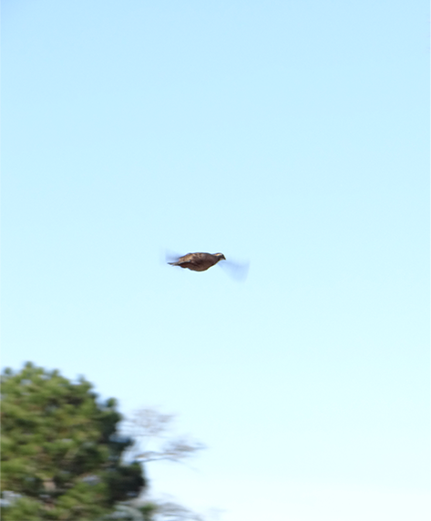 The Wild Quail Hunts @ Hollywood Farms