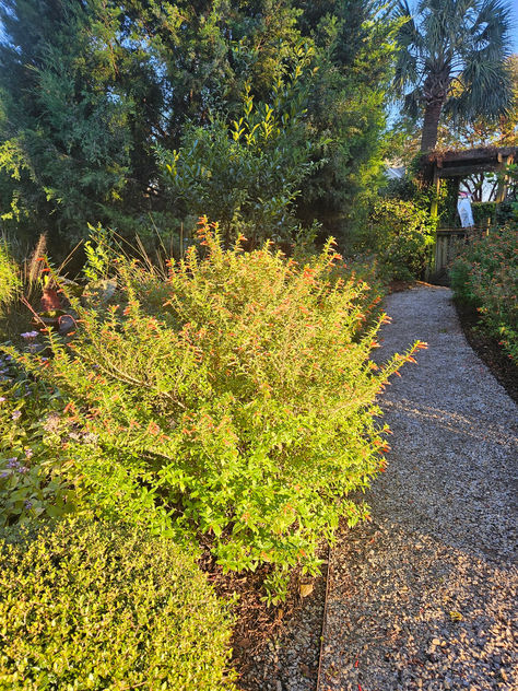 Gardener’s Happy Hour - Patti McGee’s iconic garden