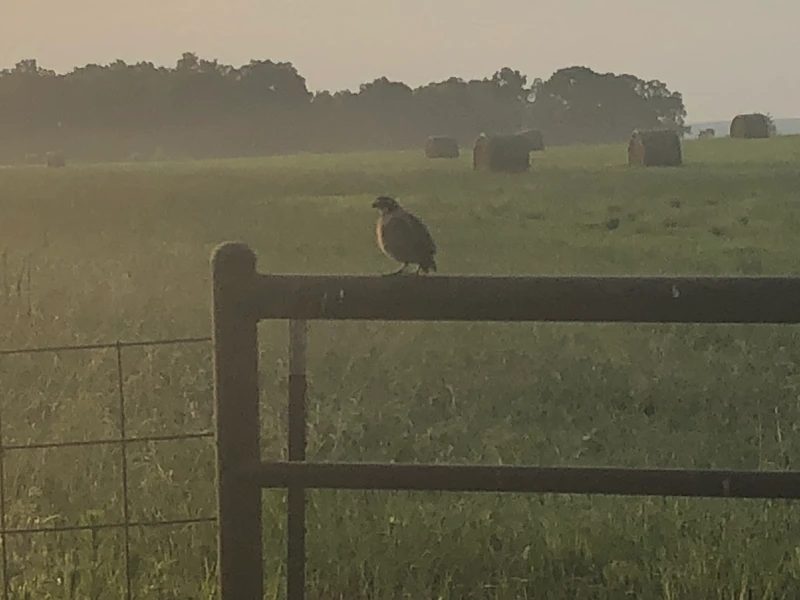 Quail sitting on fence post at the edge of a hay field.