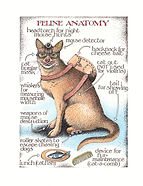 945 Feline Anatomy