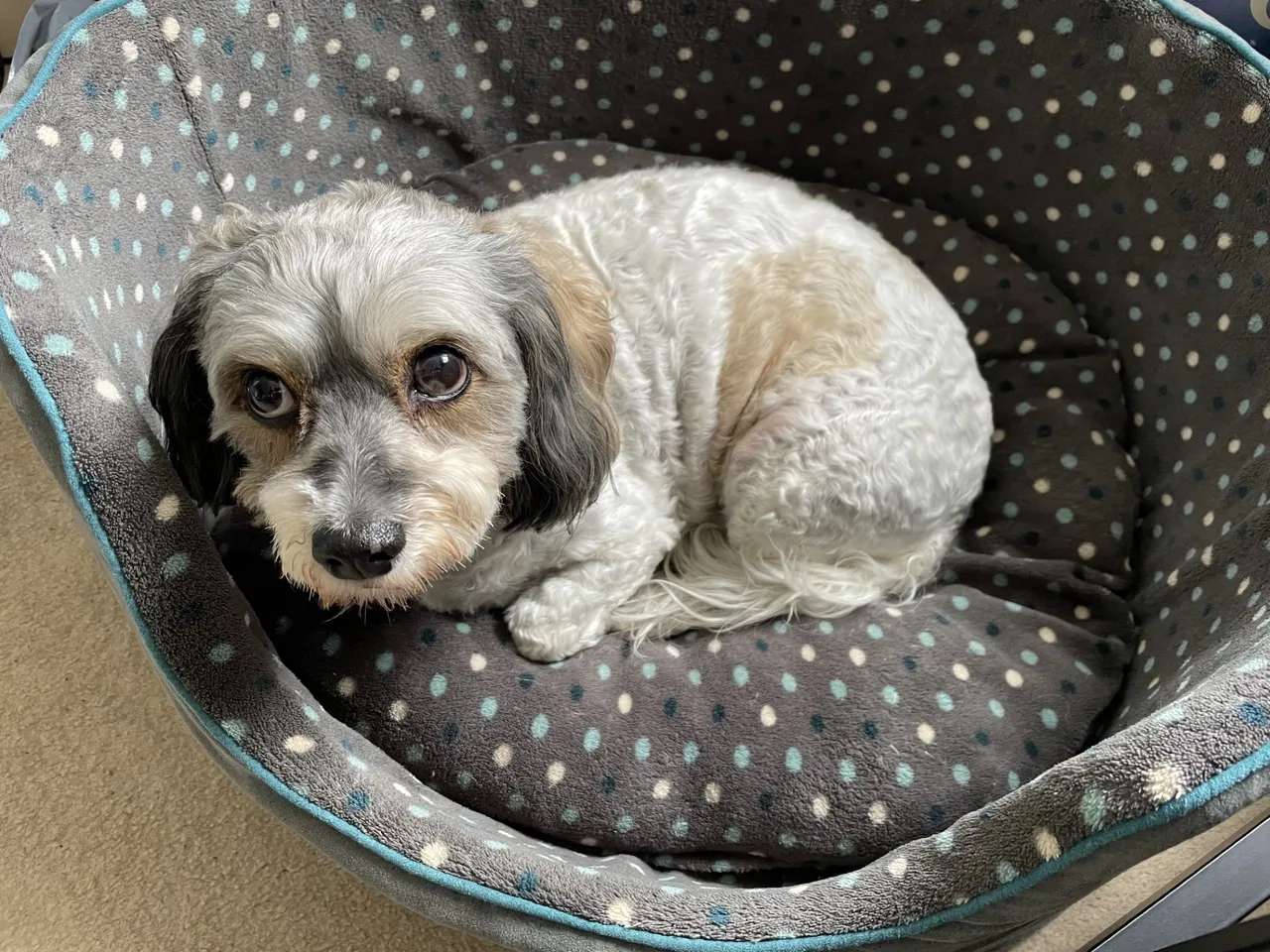 Cavachon doc in basket