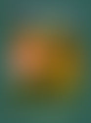 2025みかん 満を持してスタートアップ