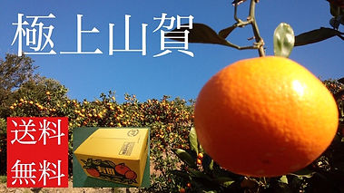 image1 極上山賀.jpeg