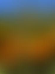 みかん収穫(^^♪ 安定した天候の中、順調に進んでいます!