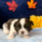 Brown and white Shih Tzu puppy laying down in front of a dark blue background with yellow leaves