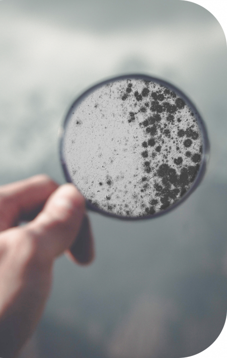 Aspergillus/Penicillium and Unidentified Spores: What Should You Know?