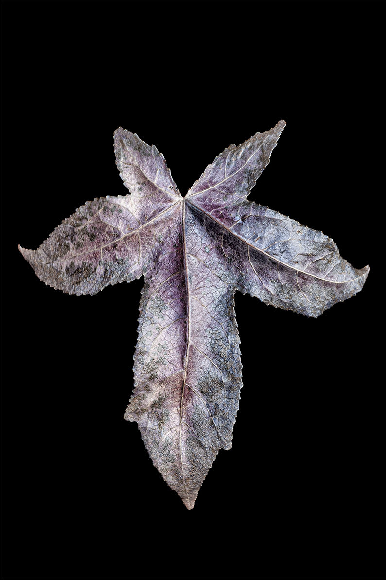 Autumn Angel Photographic Art