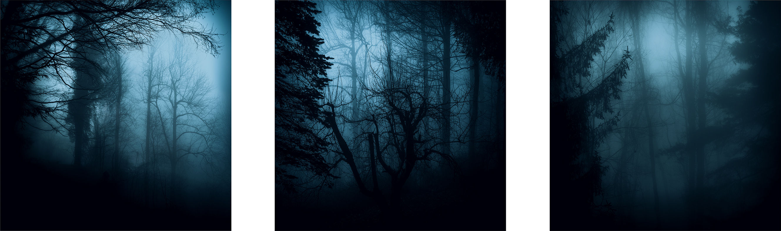 RIDGE fine art photograph by Chris Page —on the ridge of the forest in colour and light