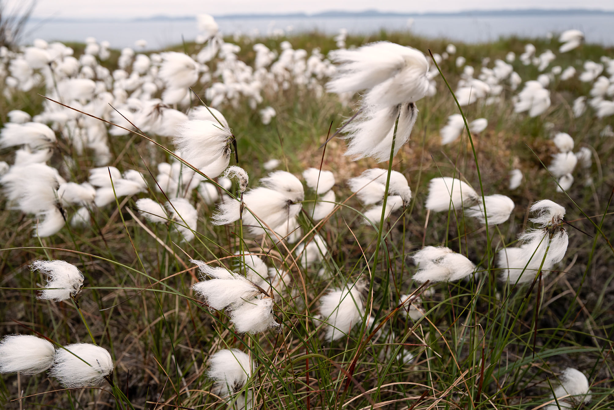 Wild on the Wind Photographic Art