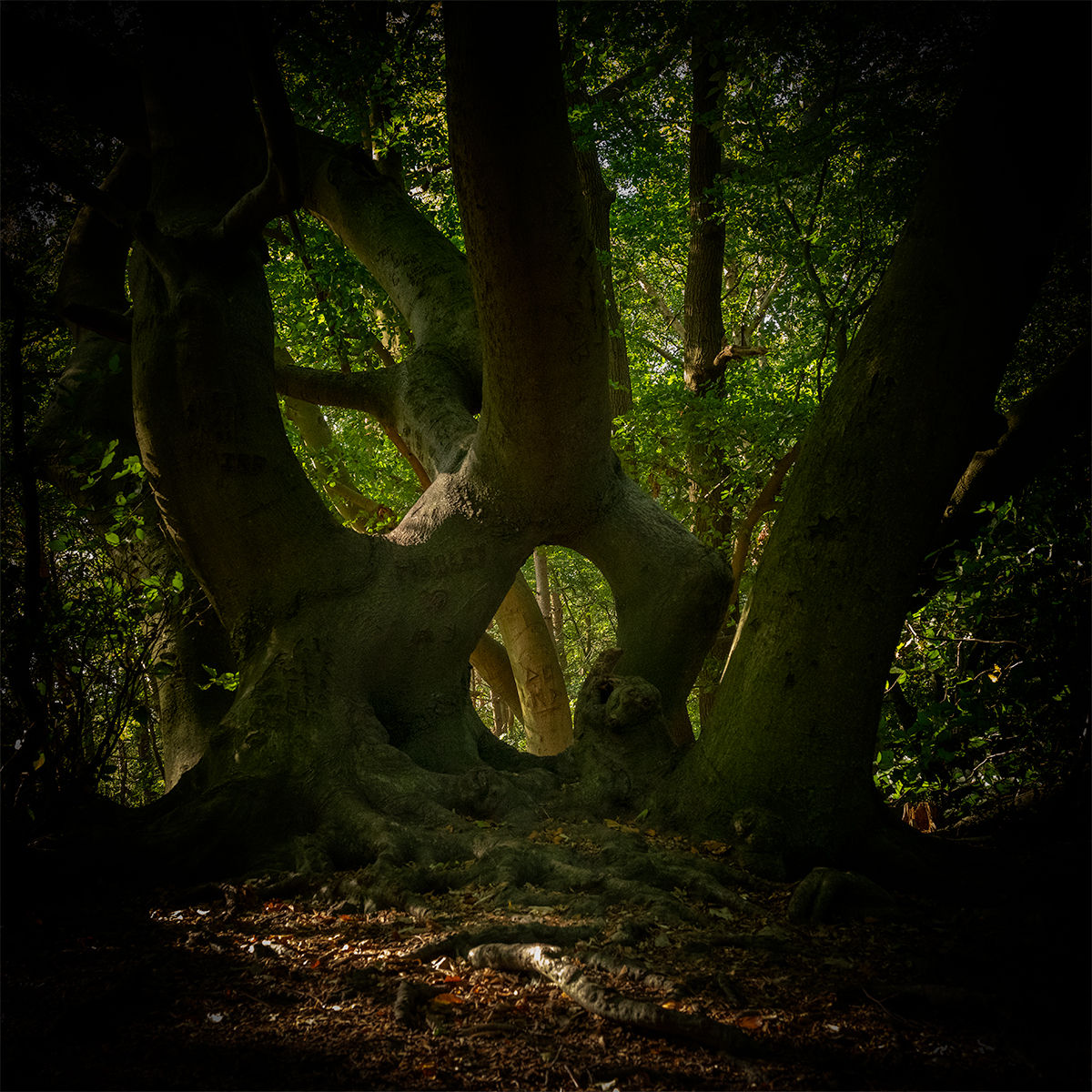 PORTAL photographic art of ancient beech trees in a woodland in Kent.