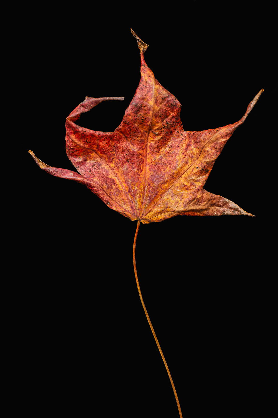 Autumn Boogie Woogie Photographic Art