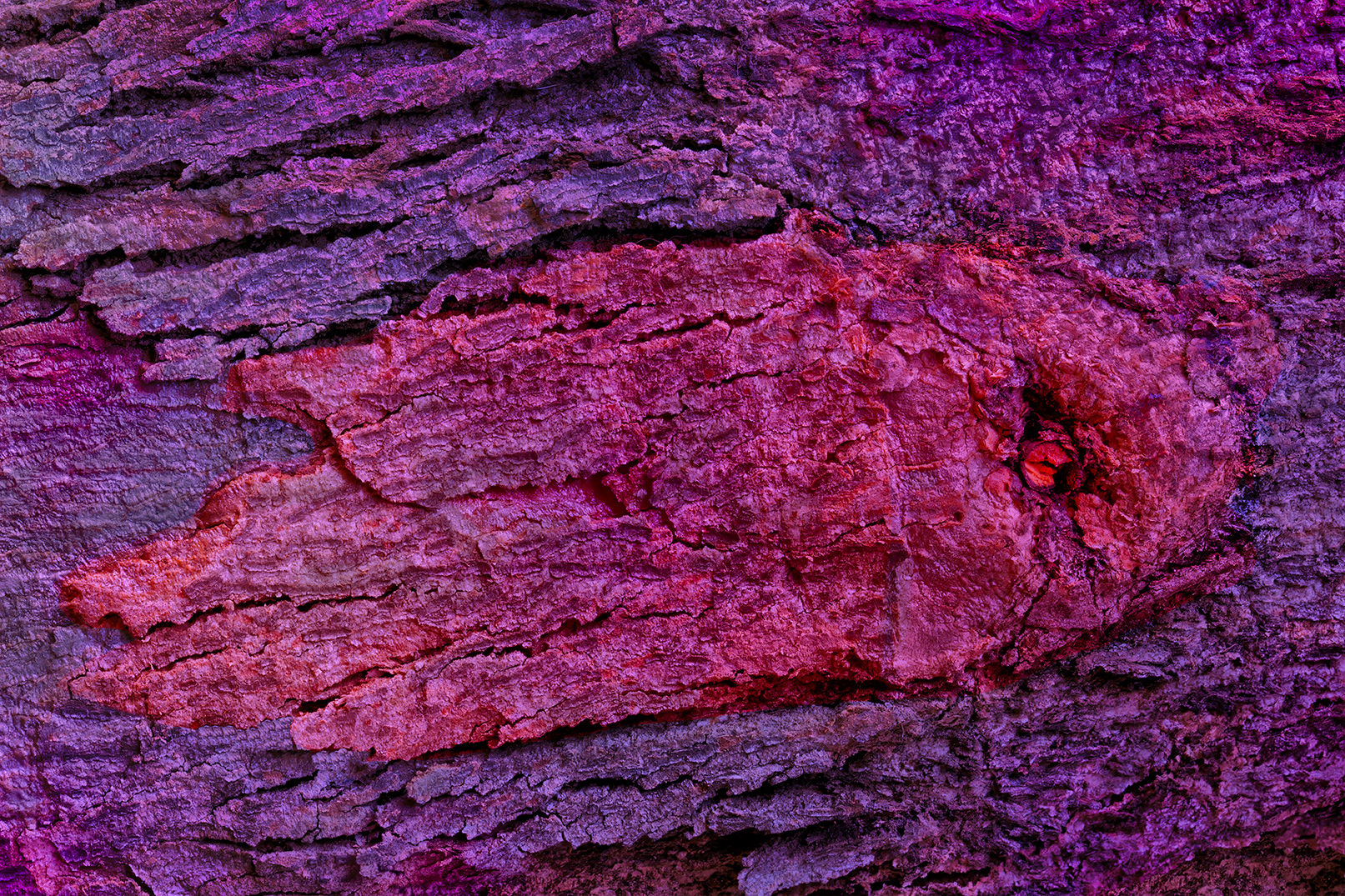 SQUID Photographic Art