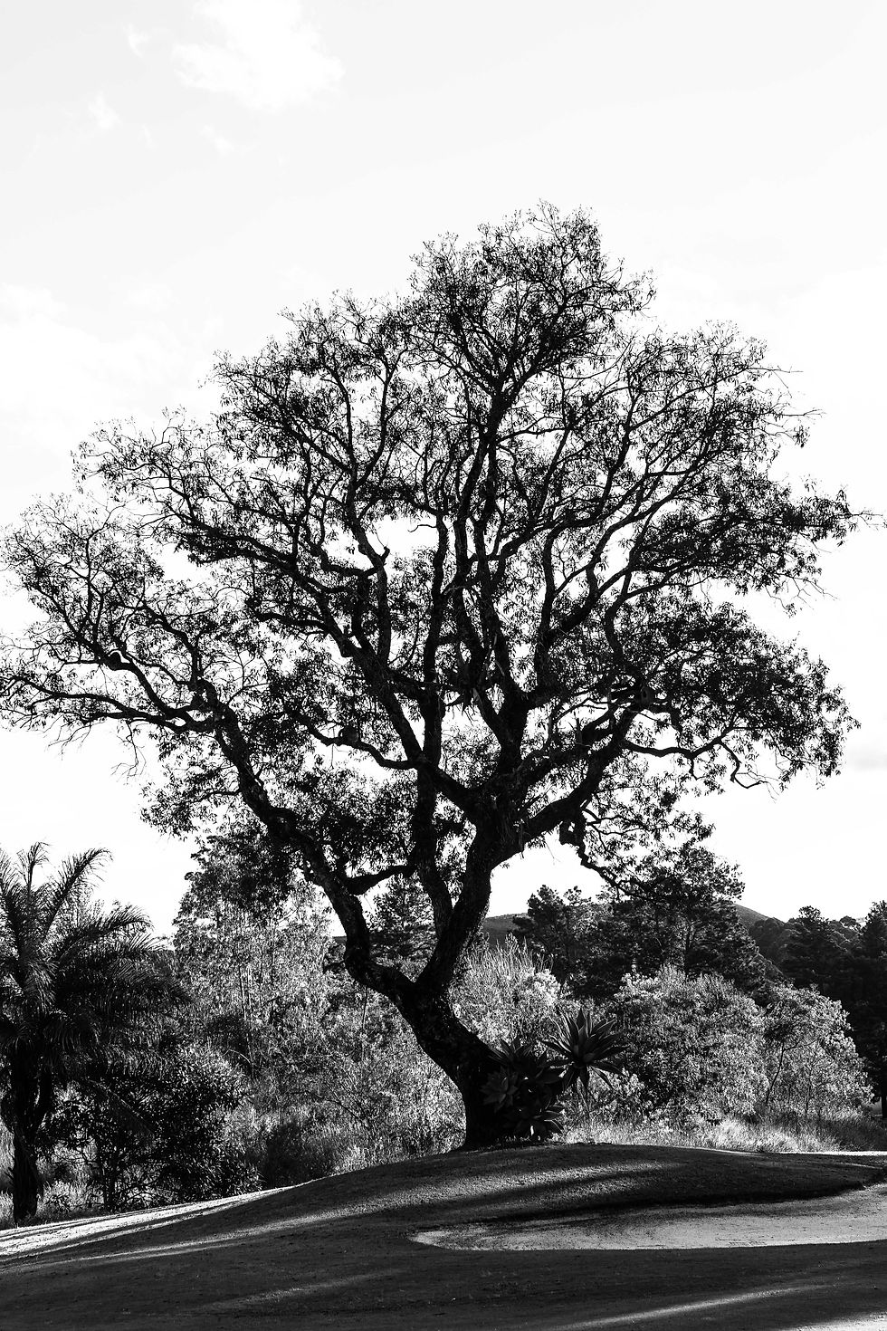 12. "Bonzai"