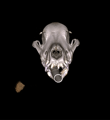 document (2)_edited.png