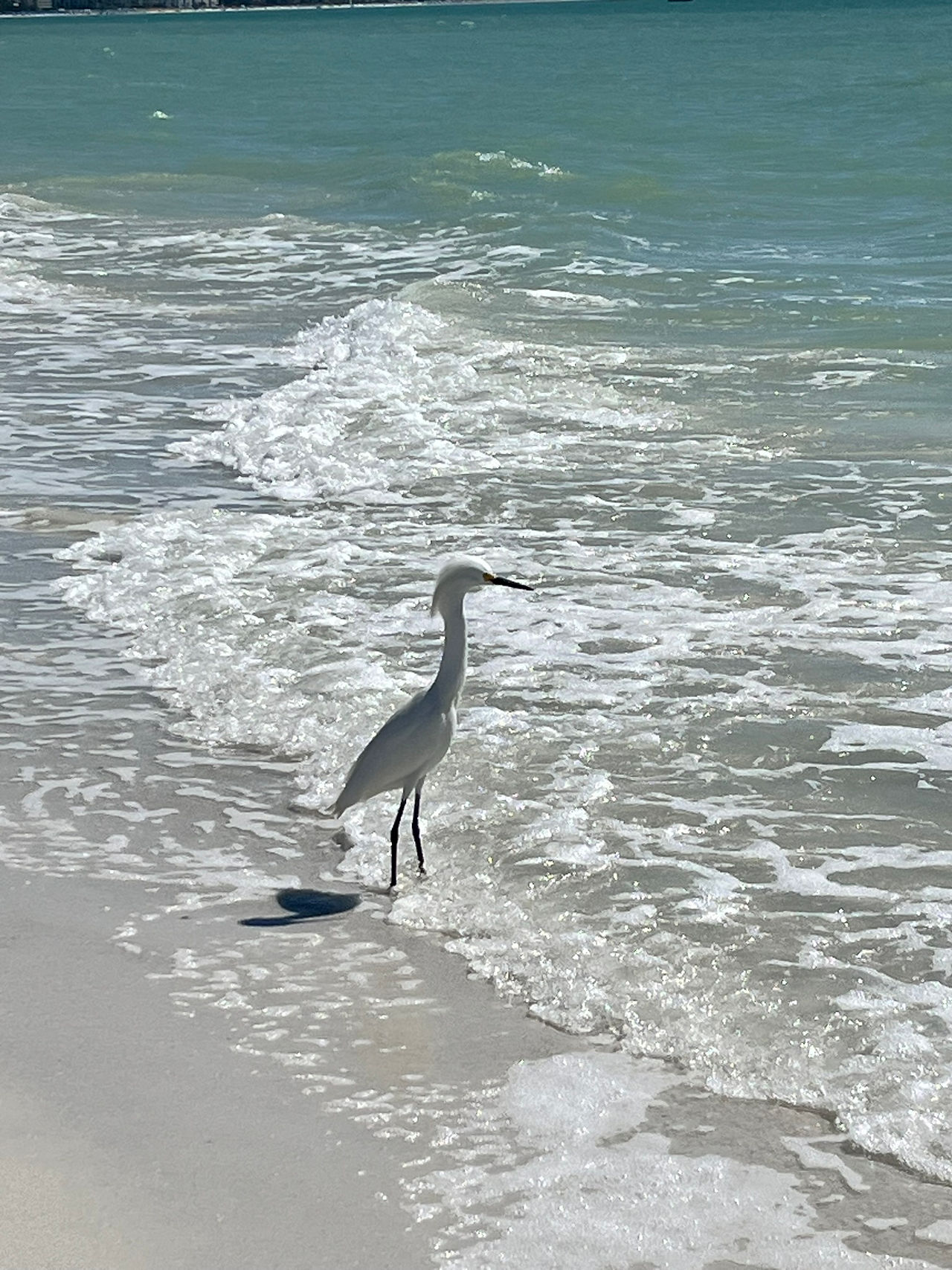 Egret in the Surf