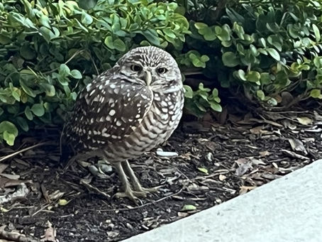 It Happened on Marco Island!
