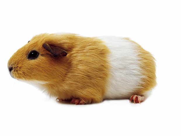 A gerbil.