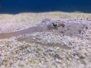 IOCS leads new study detecting sharks, skates, and rays in Shinnecock Bay, New York