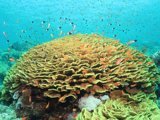IOCS scientists Dr. Karine Kleinhaus, Dr. John Bohorquez, Dr. Ellen Pikitch, and PhD student Natalia Benejam are part of a global team outlining a pathway for coral reef resilience 