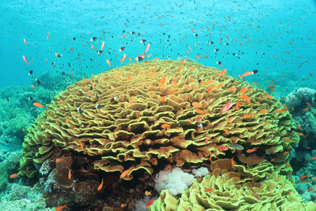 IOCS scientists Dr. Karine Kleinhaus, Dr. John Bohorquez, Dr. Ellen Pikitch, and PhD student Natalia Benejam are part of a global team outlining a pathway for coral reef resilience 
