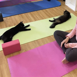 Cat Yoga