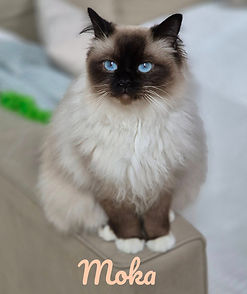 Moka_edited.jpg