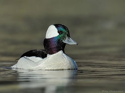 bufflehead-male.jpg