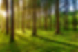 green-grass-field-with-trees-daytime.jpg