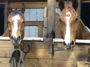 Why is Equine Therapy Essential During COVID-19? 