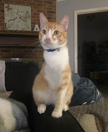 Stripe's Story