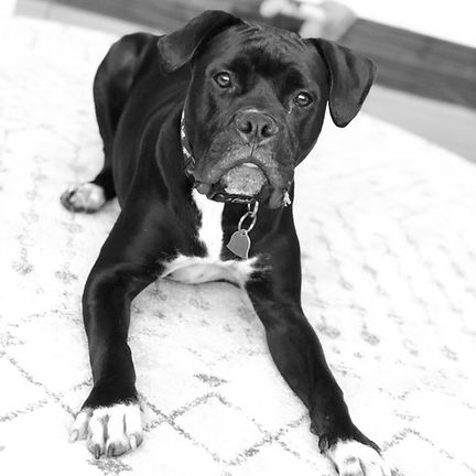 Bumper's Story