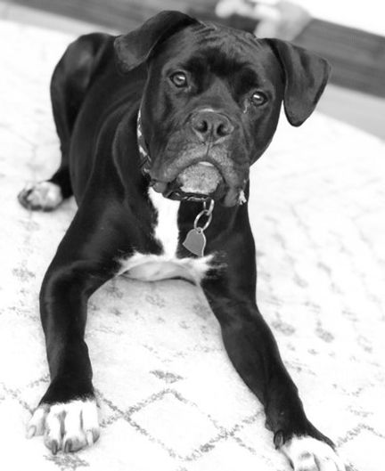 Bumper's Story