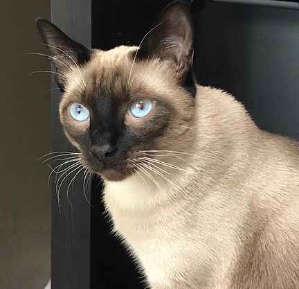 Milo's Story