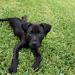 Jet's Story
