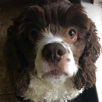 Bruno's Story