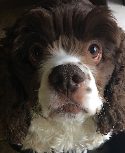 Bruno's Story