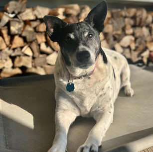 Senior Spotlight: Meet Betty Sue, Your Future Forever Friend! 