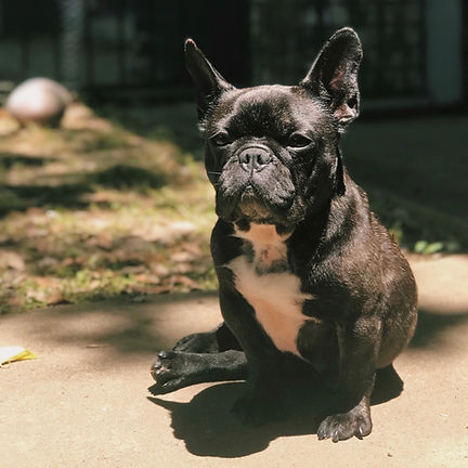 Matcha's Story