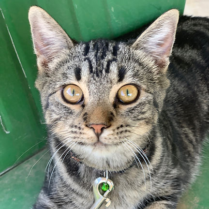 Kiki's Story