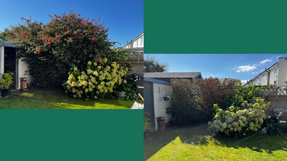 Tree Pruning - Fuchsia - Portmarnock