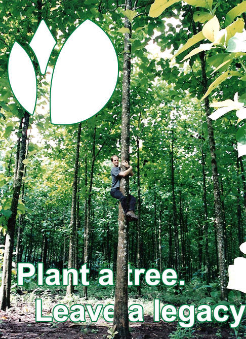 Teak forest