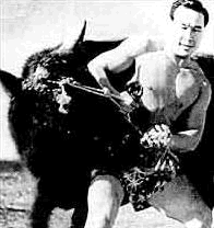 Sosai Mas Oyama bull