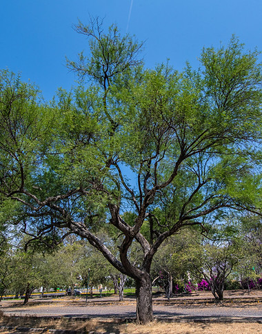 mezquite-arbol.jpeg